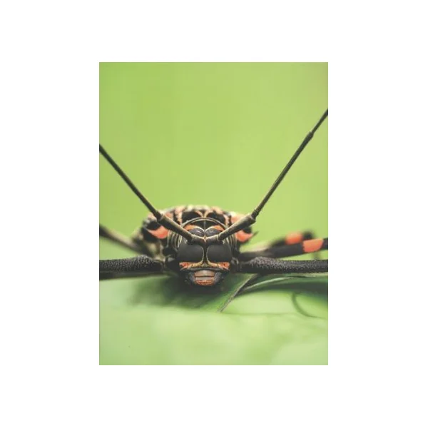 Les insectes du monde - Coffret en 2 volumes - Henri-Pierre Aberlenc, Patrick Blandin (Préfacier)