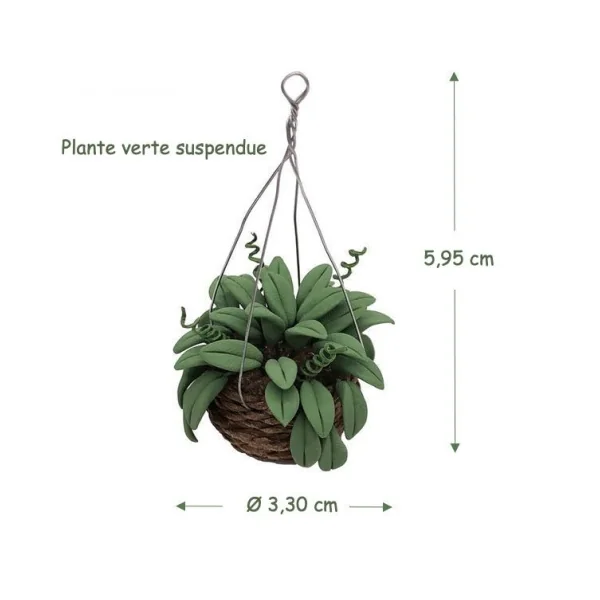 Plante verte suspendue